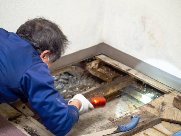 Best Mold Cleaning Services  in Burton, SC