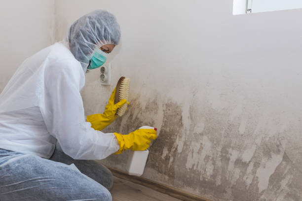 Best Mold Testing  in Burton, SC