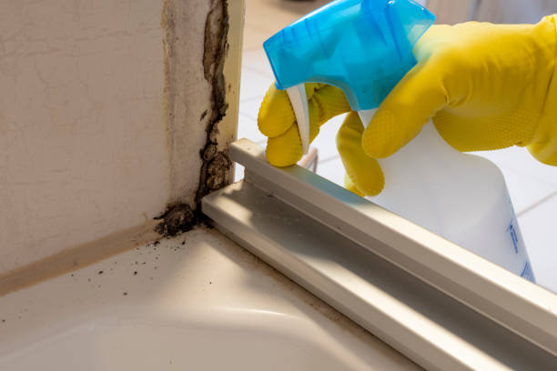 Best Local Mold Removal Service  in Burton, SC
