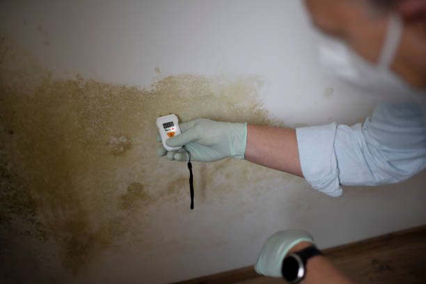Trusted Burton, SC Mold Removal Experts