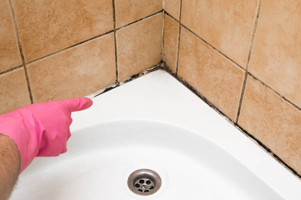 Best Commercial Mold Removal  in Burton, SC